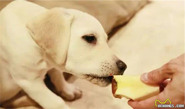 拉布拉多幼犬泪痕严重怎么办