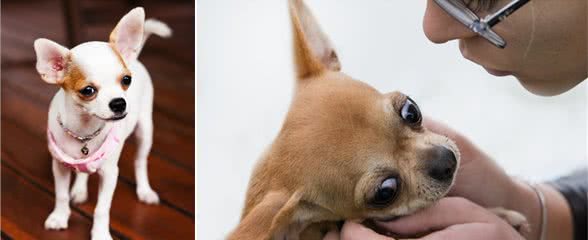 狗狗头大身小易发脑积水!这些狗狗要注意,特别是吉娃娃