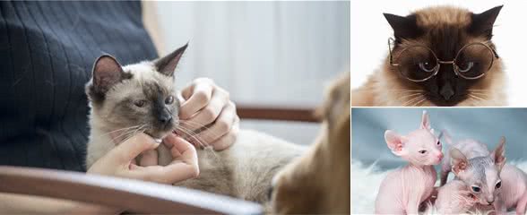 猫咪界中最聪明的六种猫，和你想象中的一样吗？