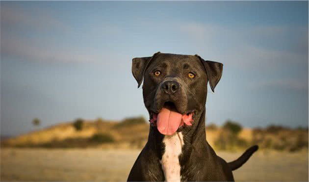 斑鬣狗和比特犬都很凶猛，如果将它们放在一个笼子里，谁会胜利？