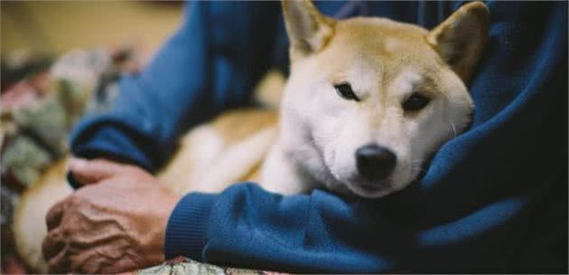 狗狗身上有细菌寄生虫，不能和主人一起睡？注意清洁没有大问题