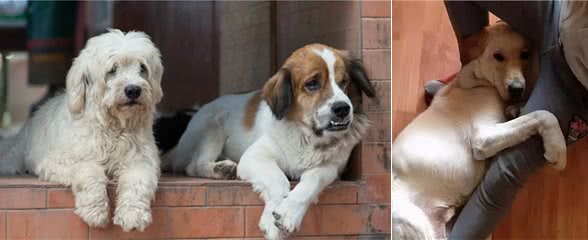 懂得“报恩”的7种狗狗，给它一口吃的，就会守护你