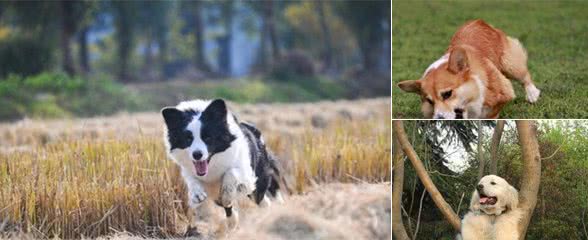 母亲节来临，送只爱犬给母亲，这几种你会选择哪一只呢!