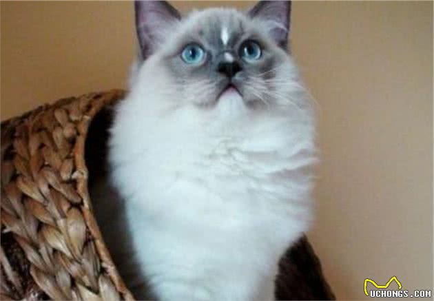 世界之最：世界上最可爱的五种猫咪