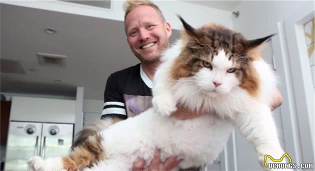 世界之最：世界上最可爱的五种猫咪