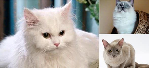 世界之最：世界上最可爱的五种猫咪