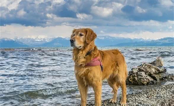 从恃宠而骄到死于乱棍之下的金毛巡回猎犬