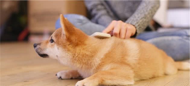 春季养狗需注意