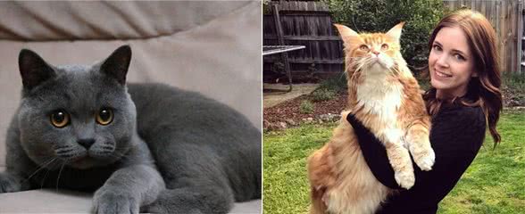 “脾气好到爆”的几种猫咪，最适合想养猫的你