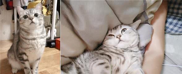 美短猫有这些表现，说明它“成熟”了，真没白疼