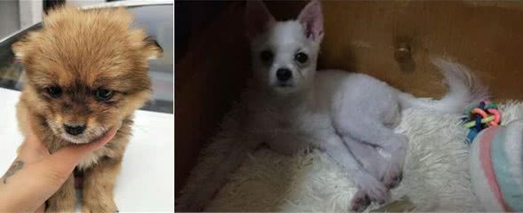 博美犬，最怕的5大惩罚，每一个都是它的“死穴”