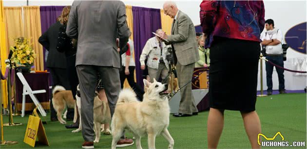 贵宾犬获得西敏寺犬展总冠军，主人透露秘籍，一般狗狗没法比