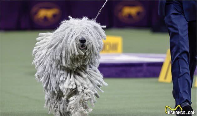 贵宾犬获得西敏寺犬展总冠军，主人透露秘籍，一般狗狗没法比