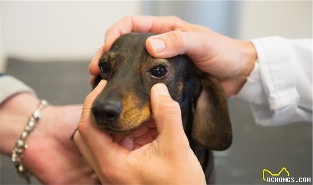 狗流感也被称为犬流感，你知道犬流感有哪些症状，及如何预防吗？