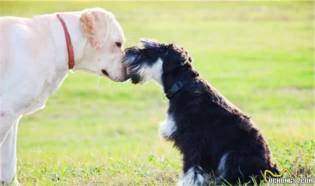 当你领养一只成犬或捡到一只成犬时，良好的家庭训练是必不可少的