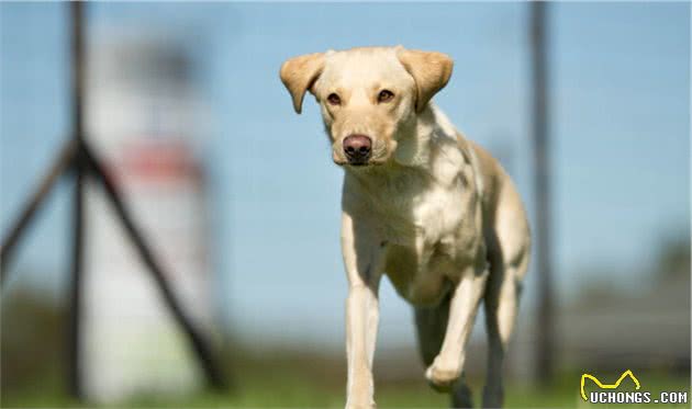 当你领养一只成犬或捡到一只成犬时，良好的家庭训练是必不可少的