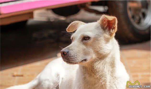 田园犬意外走失，主人寻找无果，却不曾想狗狗回到最初相遇的地方