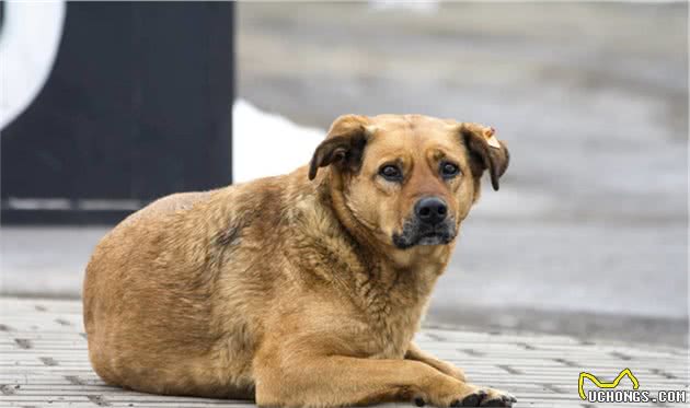 田园犬意外走失，主人寻找无果，却不曾想狗狗回到最初相遇的地方