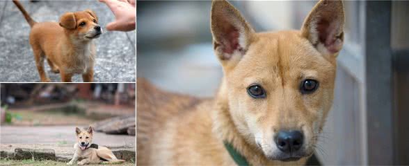 田园犬意外走失，主人寻找无果，却不曾想狗狗回到最初相遇的地方