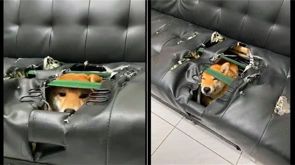 柴犬将家里的真皮沙发咬个洞，钻进里面藏起来，表情还挺骄傲的啊