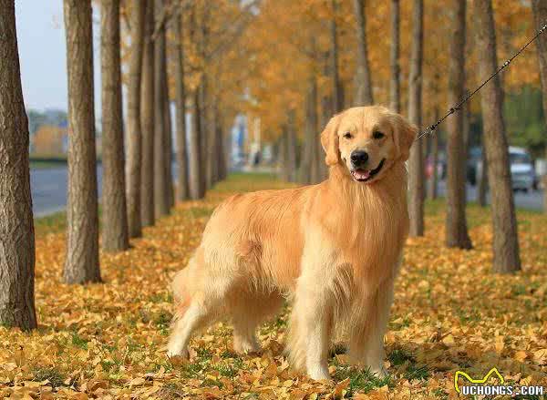 柴犬秋田犬你还傻傻分不清楚吗？教你分辨最容易被混淆的几种狗狗