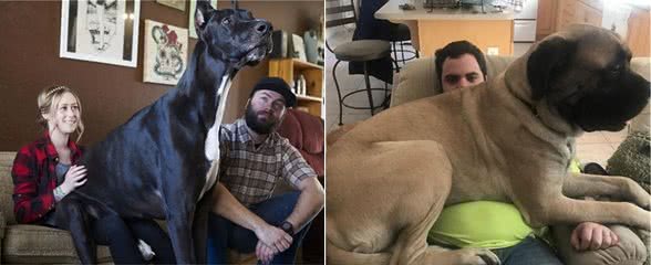 狗狗为何喜欢坐你身上?原来是它把自己当“老大”了