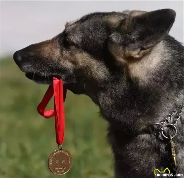 向它们致敬！那些参加过汶川地震的搜救犬们