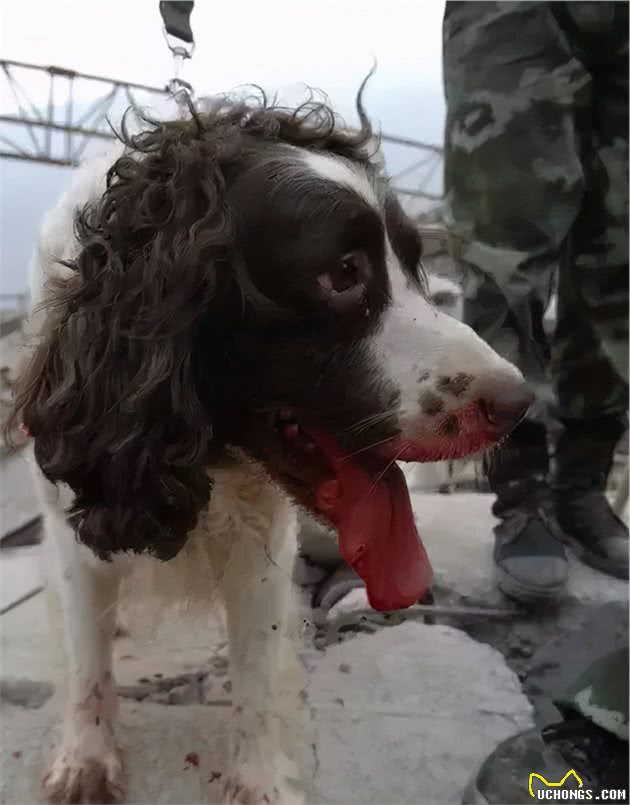 向它们致敬！那些参加过汶川地震的搜救犬们