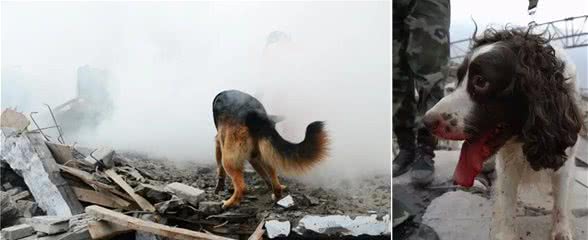 向它们致敬！那些参加过汶川地震的搜救犬们