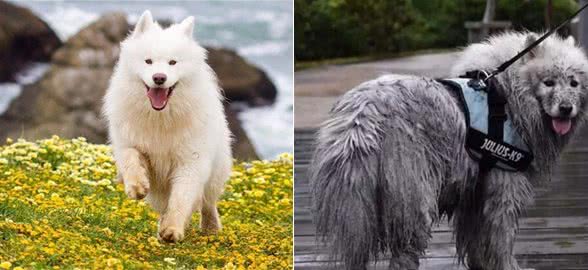 “忽悠”我买萨摩耶犬的人，你们把我害苦了
