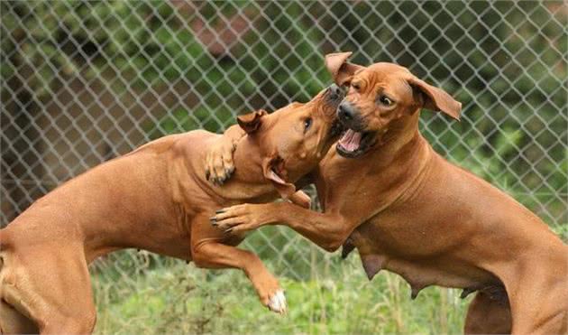 全球众多国家都禁止饲养的10类犬种