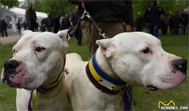 全球众多国家都禁止饲养的10类犬种