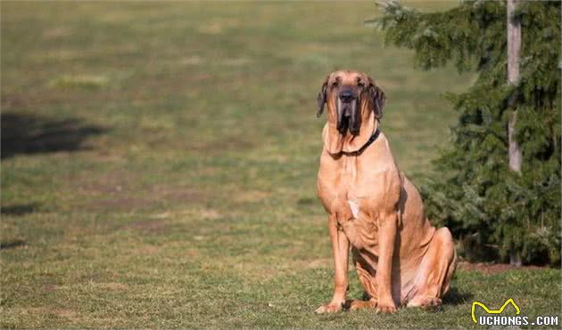 全球众多国家都禁止饲养的10类犬种