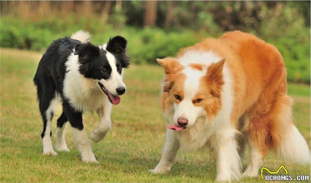 如果可以，今生一定要养只边境牧羊犬