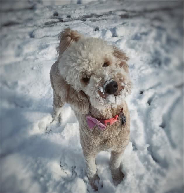 如果泰迪犬有这几种表现，说明它很“冷”