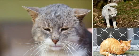 门外跑来一只流浪猫，要不要养？普通家庭的我们，能养得住它么