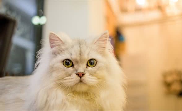 金吉拉猫认主人的吗？为什么金吉拉脾气大