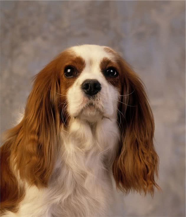 路陀说：查理士王小猎犬一直发抖是什么回事，爱狗的人必看