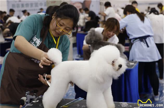 宠物美容师大赛狗狗被精心打扮的萌态十足