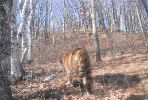 又一农村猛犬被东北虎秒杀，猛兽下山，为何总是狗遭殃？