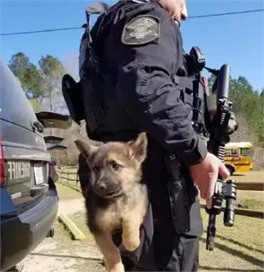 在各行各业工作的狗子,真是无敌暖萌又帅气呢