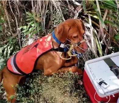 在各行各业工作的狗子,真是无敌暖萌又帅气呢
