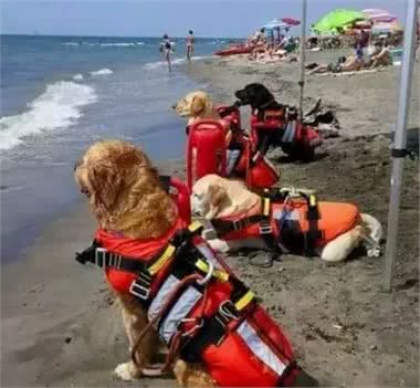 在各行各业工作的狗子,真是无敌暖萌又帅气呢