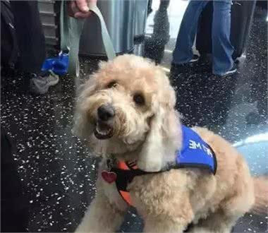 在各行各业工作的狗子,真是无敌暖萌又帅气呢