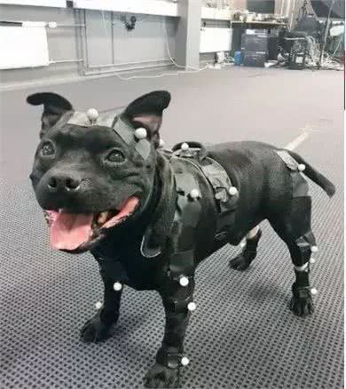 在各行各业工作的狗子,真是无敌暖萌又帅气呢