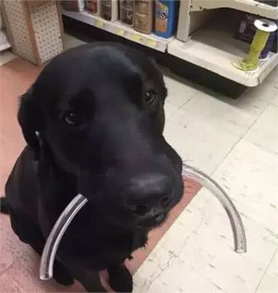 在各行各业工作的狗子,真是无敌暖萌又帅气呢