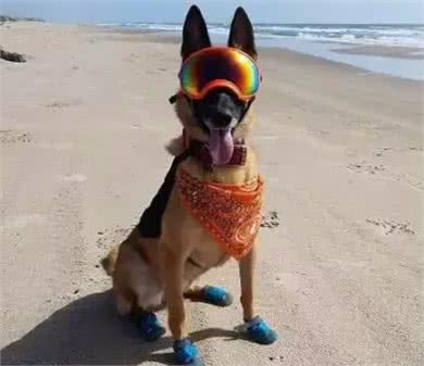 在各行各业工作的狗子,真是无敌暖萌又帅气呢