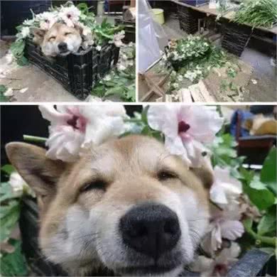 在各行各业工作的狗子,真是无敌暖萌又帅气呢