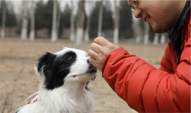 边境牧羊犬虽然聪明，养起来不容易，最好从小注意这3点