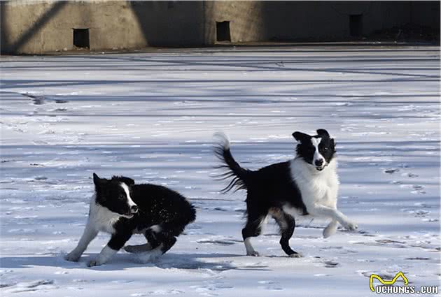 边境牧羊犬虽然聪明，养起来不容易，最好从小注意这3点